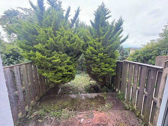 tree surgery in dublin 20-49-45 6