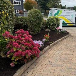 flower bed company. in dublin ireland copy