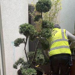 hedge trimming service in dublin ireland _0901 6 copy